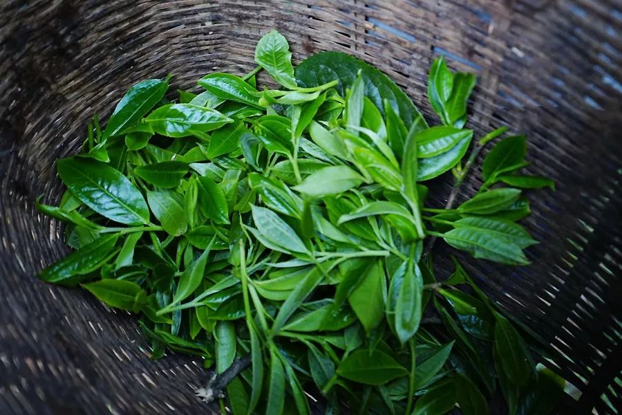 2023年香竹箐古樹春茶多少一公斤？