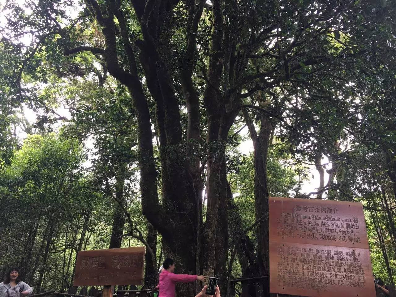 2023年大雪山古樹春茶品質怎么樣？