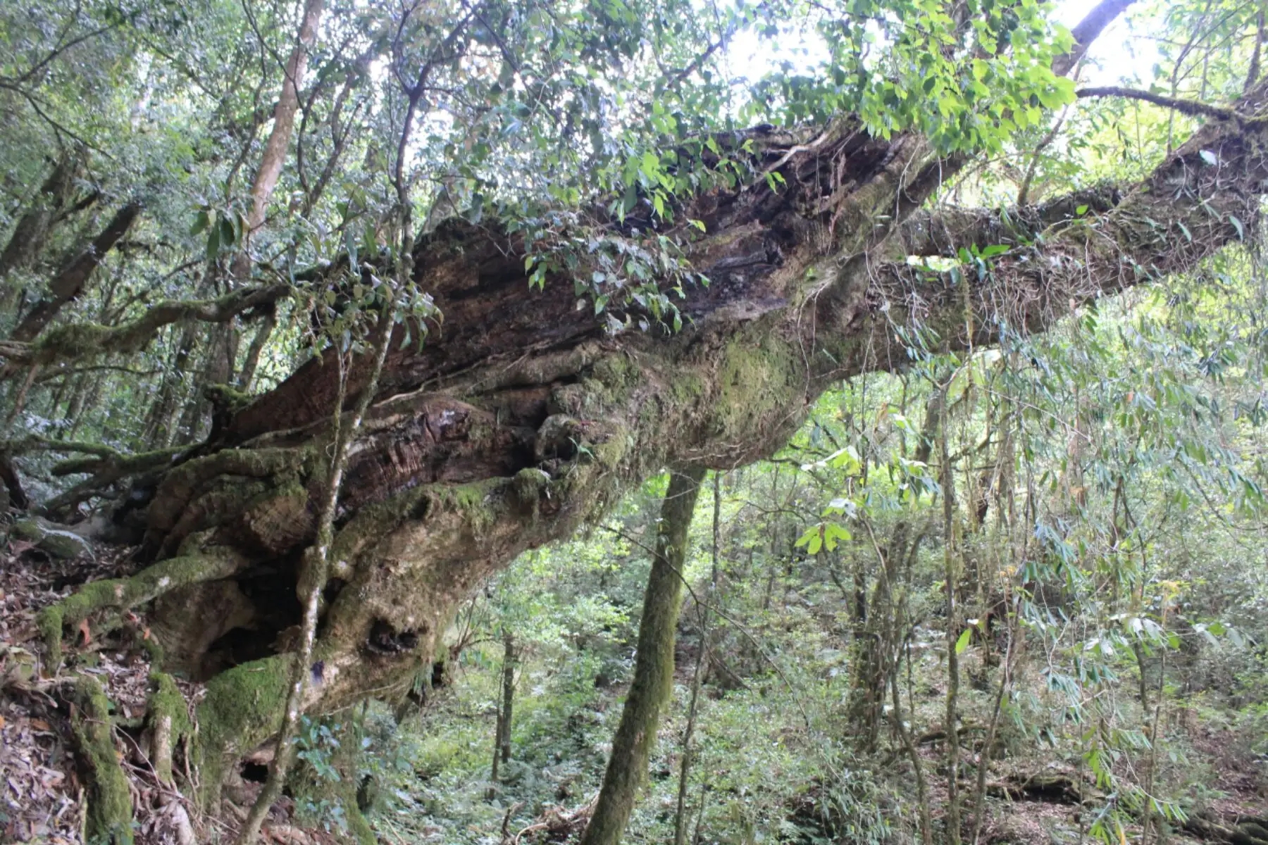 2023年大雪山古樹春茶口感怎么樣？