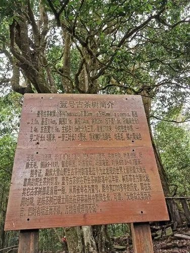 2023年大雪山古樹春茶特點是什么？