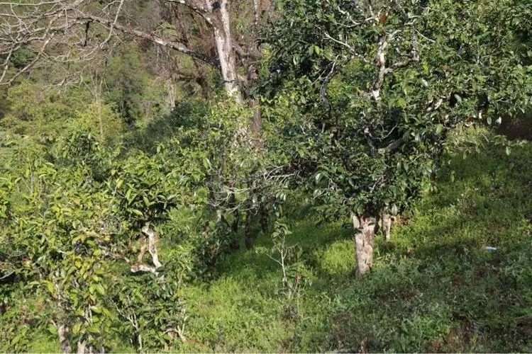 2023年大雪山古樹春茶價格是多少？