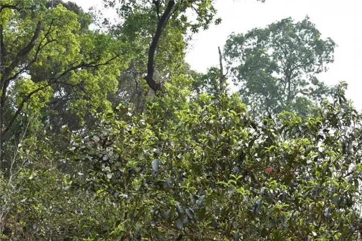 2023年大雪山古樹春茶多少錢一公斤？