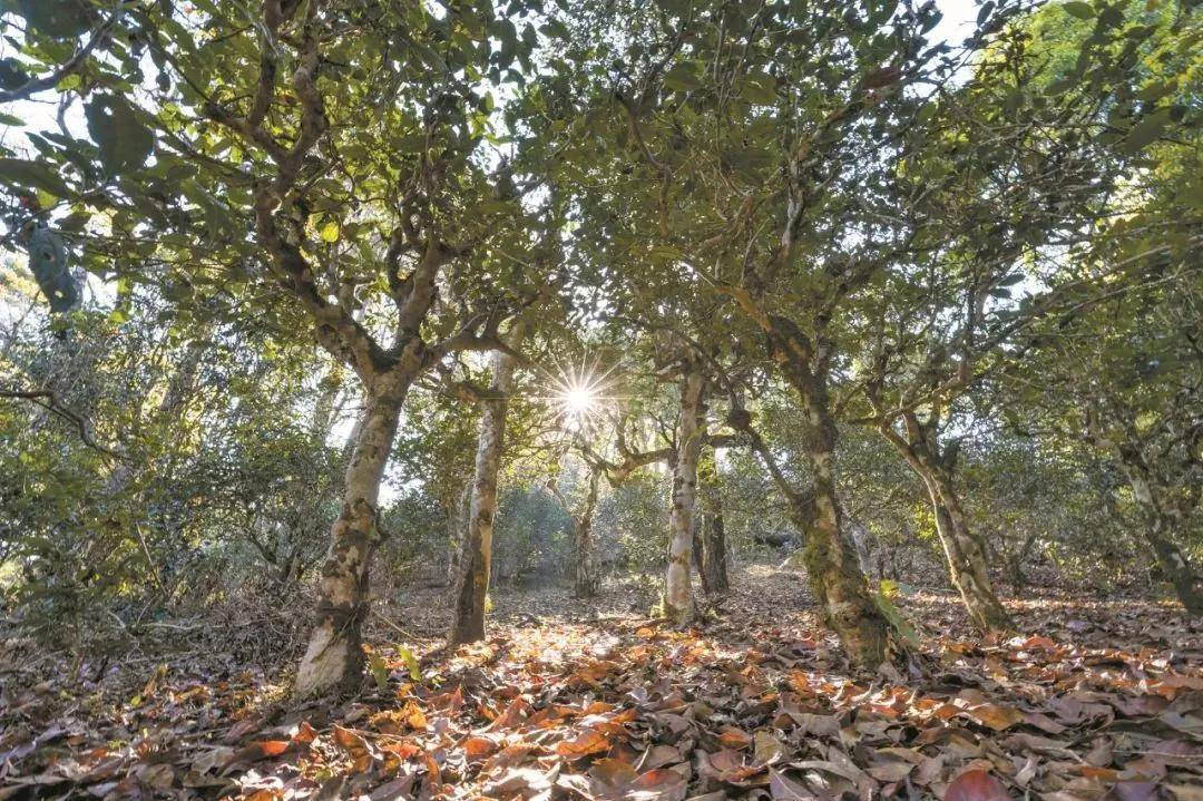 2023年忙肺古樹春茶特點是什么？