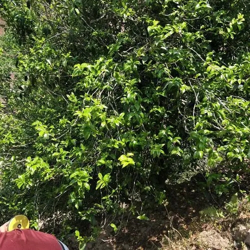 2023年那罕古樹春茶品質如何？