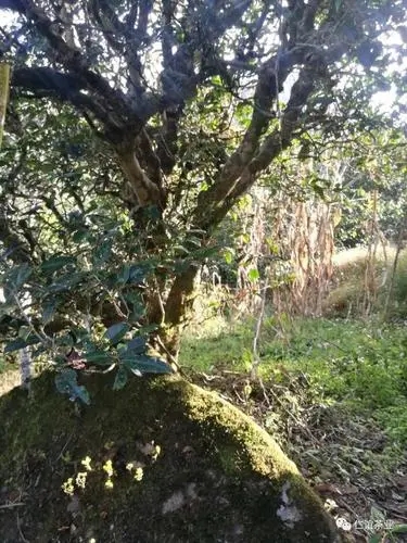 2023年那罕古樹春茶口感怎么樣？