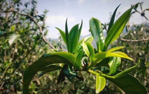 2023年小戶賽古樹春茶品質(zhì)怎么樣？