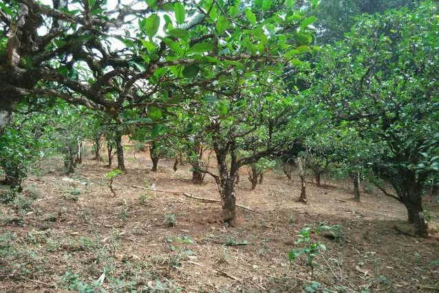 2023年小戶賽古樹春茶多少一公斤？