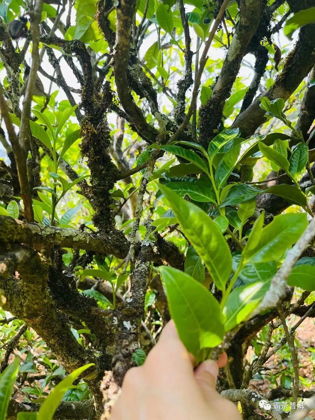 2023年正氣塘古樹春茶品質(zhì)如何？