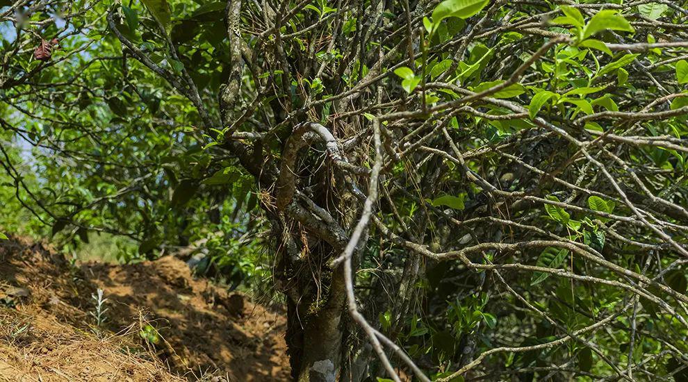 2023年正氣塘古樹春茶特點是什么？