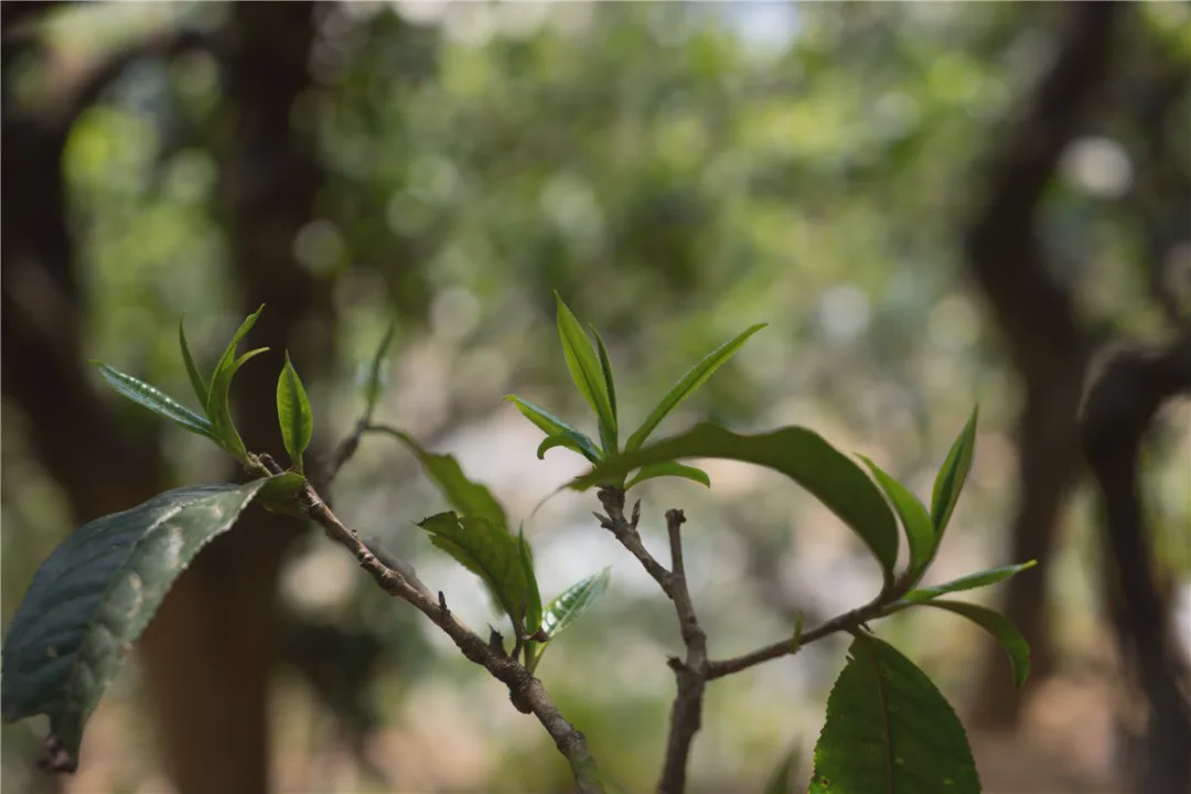 2023年壩糯古樹春茶品質(zhì)如何？