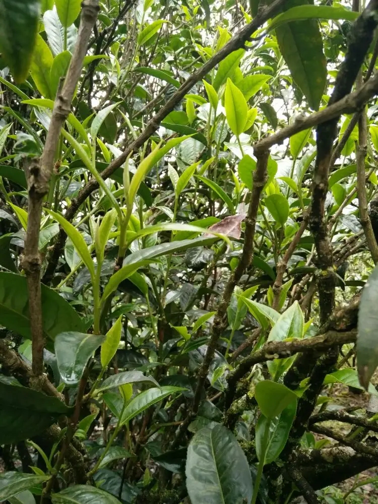 2023年壩糯古樹春茶口感怎么樣？