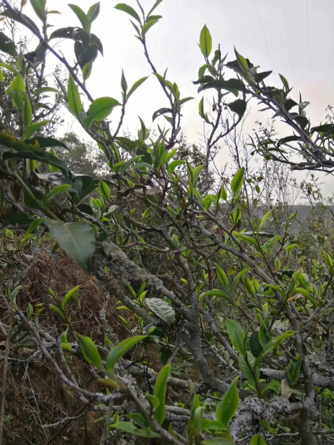 2023年壩糯古樹春茶多少一公斤？