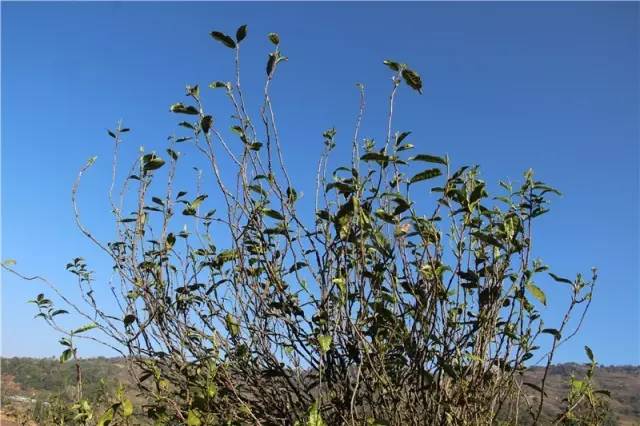 2023年那蕉古樹春茶品質(zhì)如何？