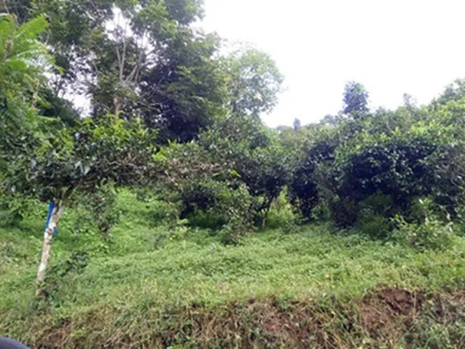 2023年南迫古樹(shù)春茶品質(zhì)怎么樣？