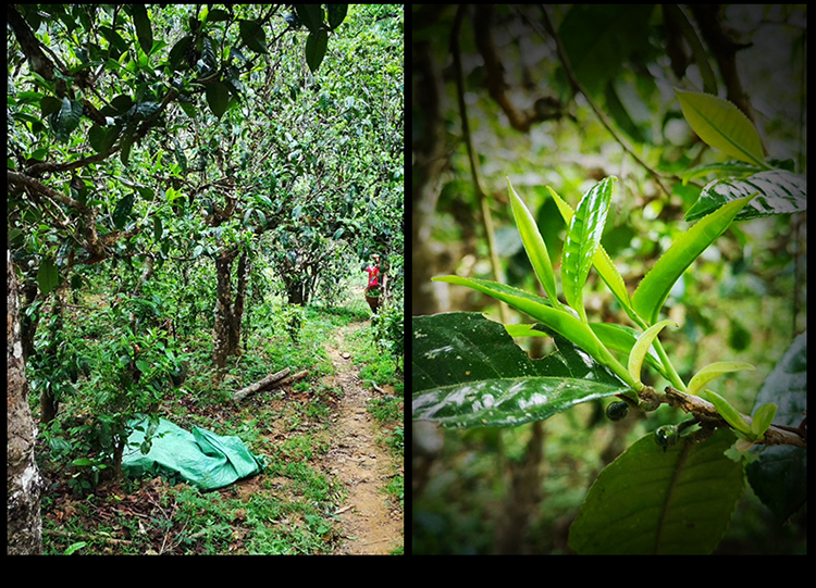 2023年南迫古樹(shù)春茶特點(diǎn)是什么？