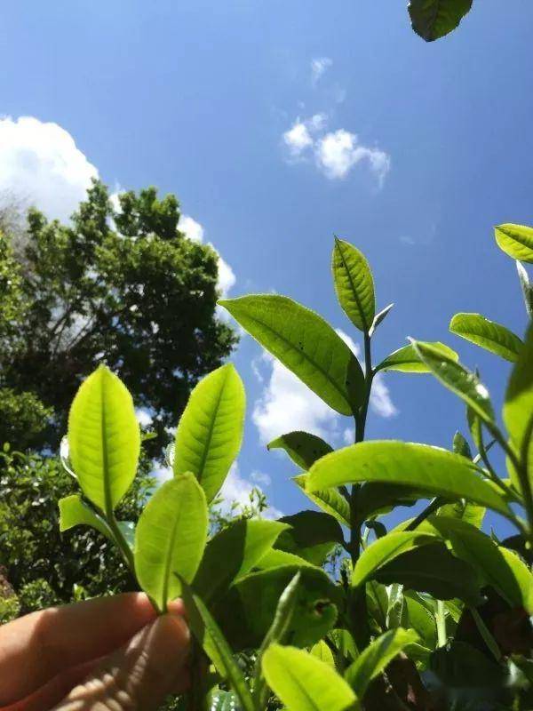 2023年南迫古樹(shù)春茶價(jià)格是多少？