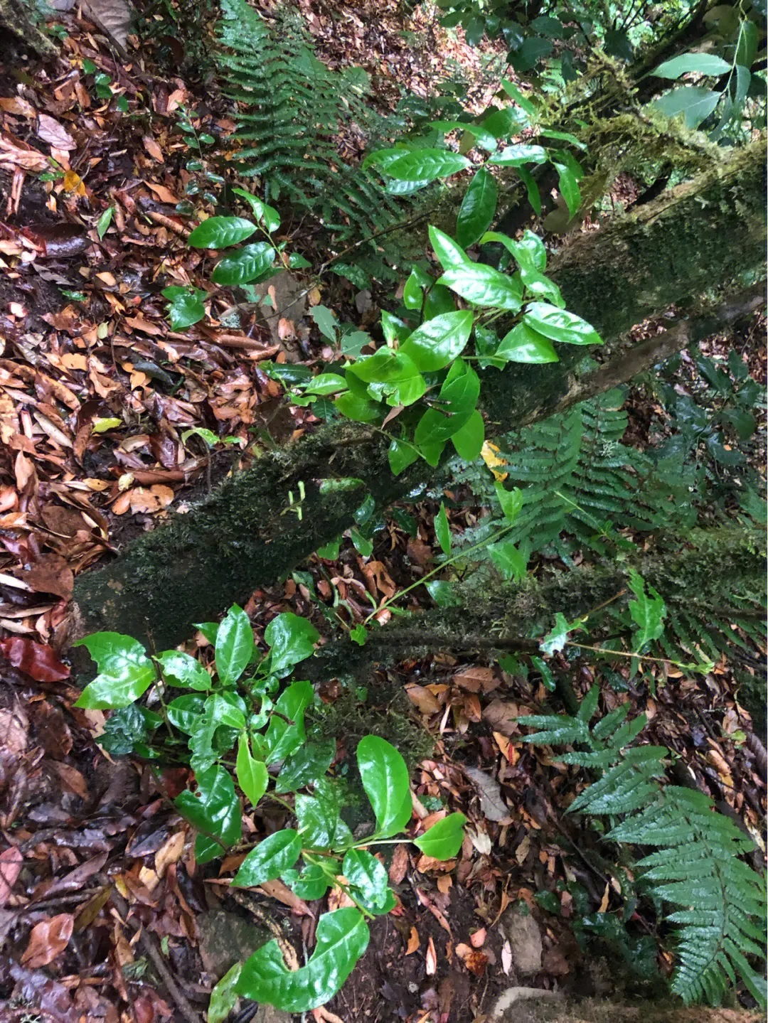 2023年南迫古樹春茶多少一公斤？