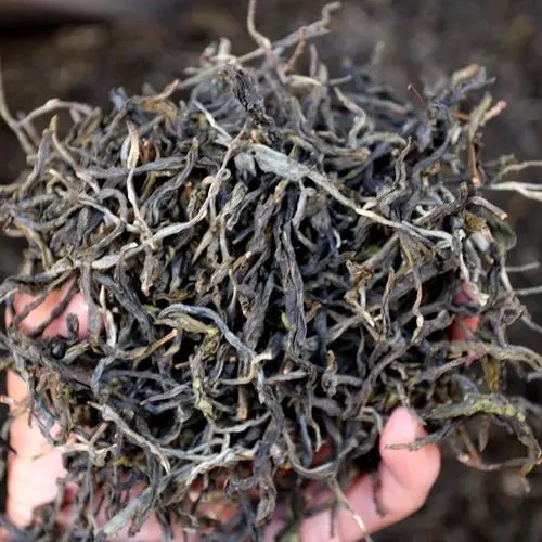 2023年地界古樹春茶品質(zhì)如何？