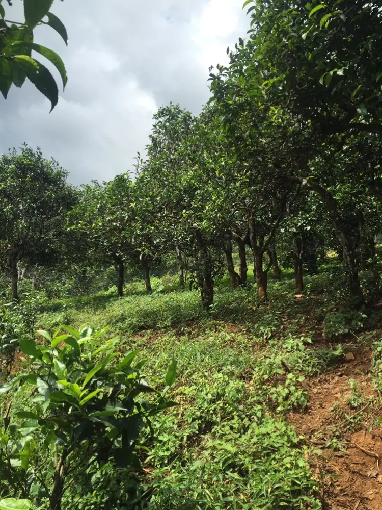 2023年地界古樹春茶特點(diǎn)是什么？