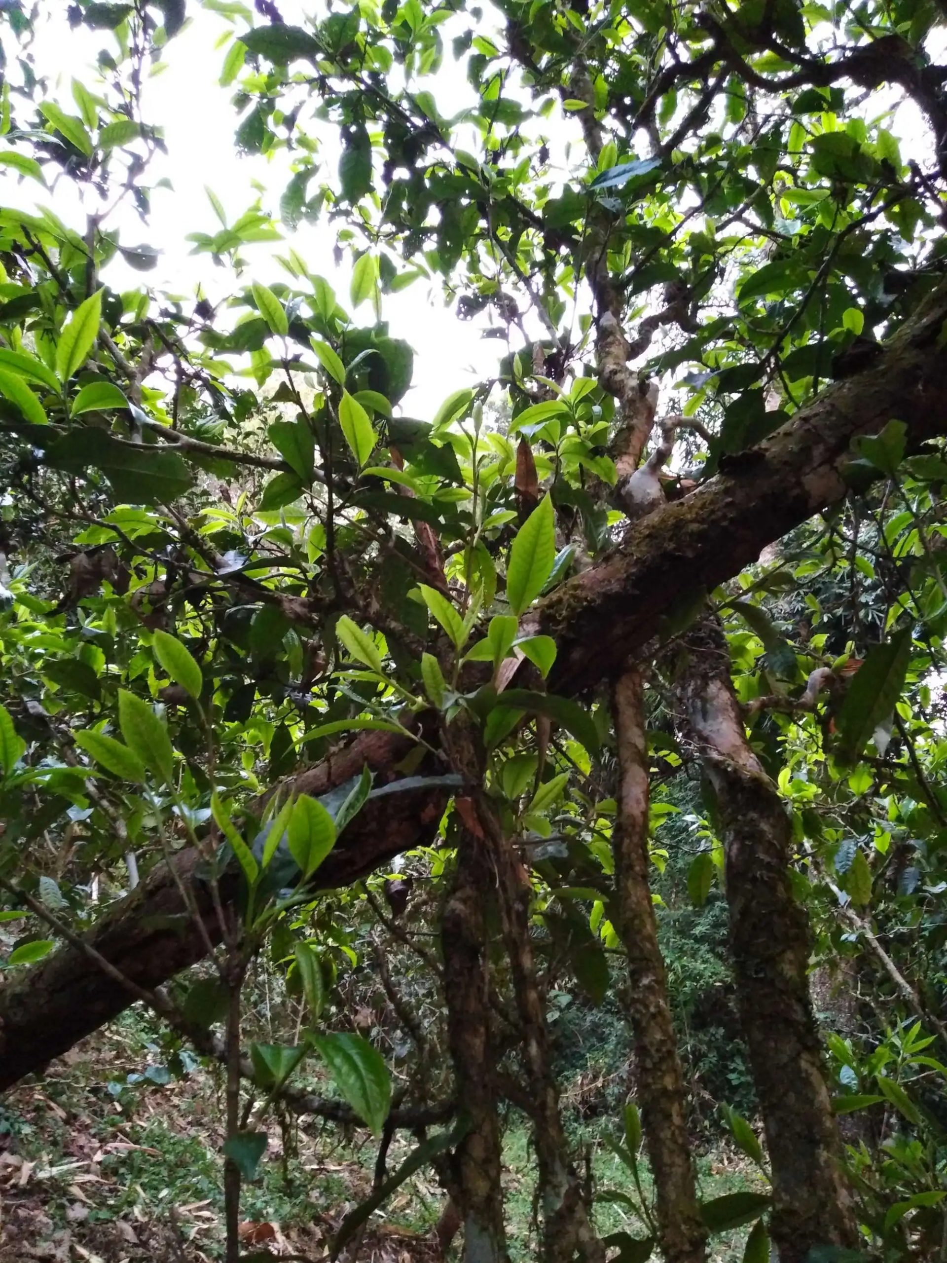 2023年糯伍古樹春茶品質(zhì)如何？