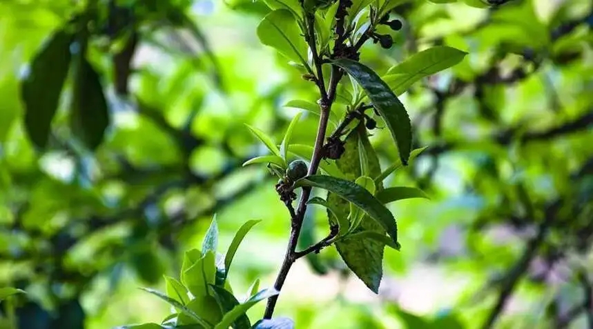 2023糯伍古樹春茶價(jià)格是多少？