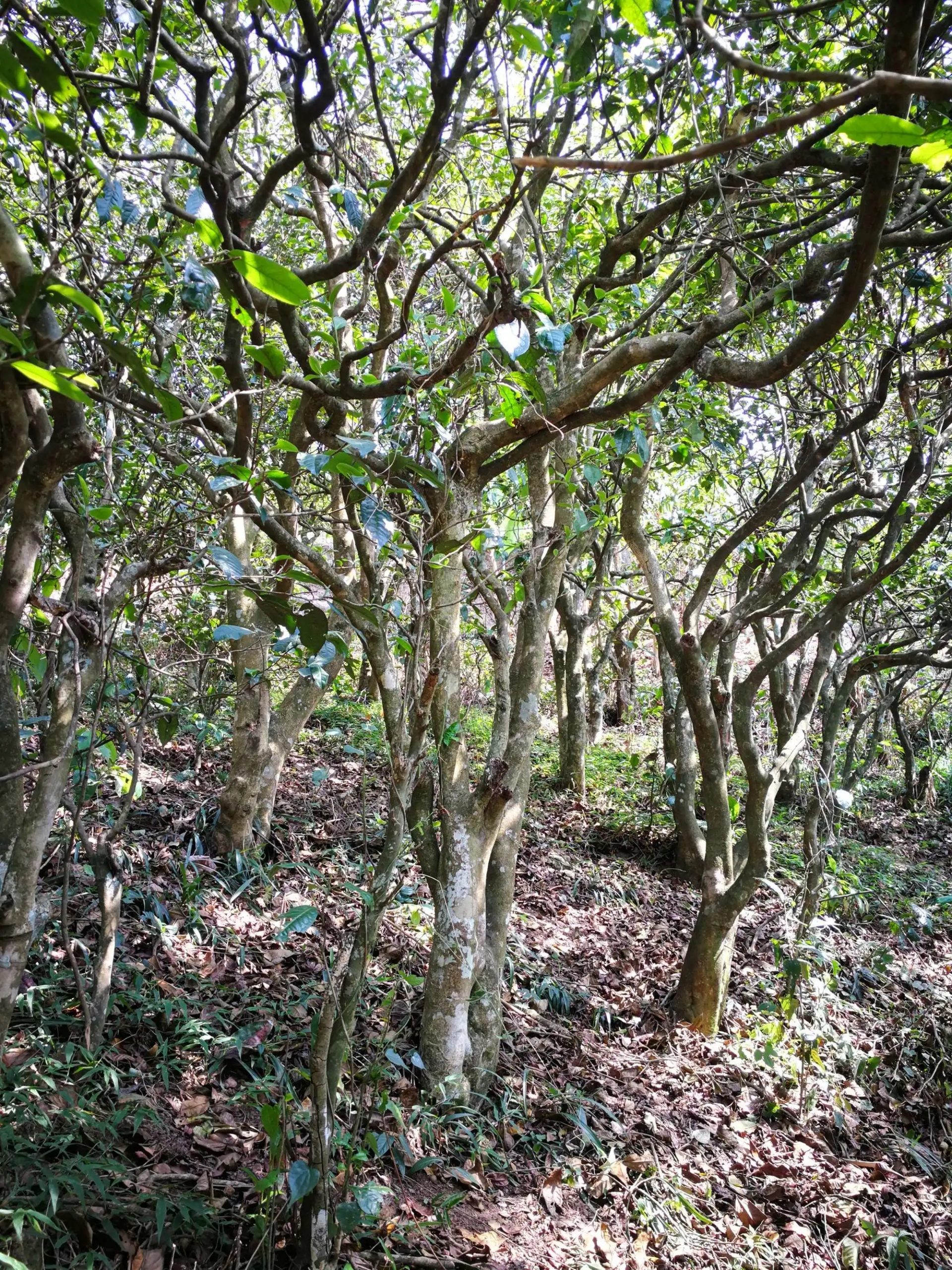 2023年糯伍古樹春茶多少一公斤？