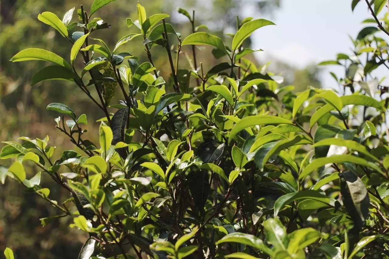 2023年彎弓古樹春茶品質(zhì)如何？