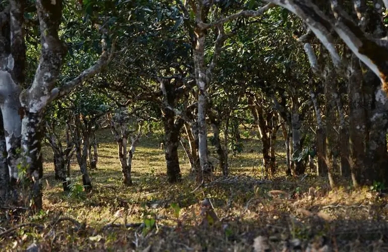 2023年彎弓古樹(shù)春茶特點(diǎn)是什么？