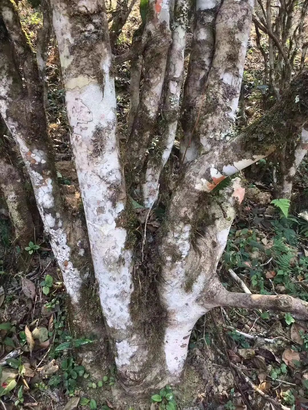 2023年彎弓古樹(shù)春茶口感如何？