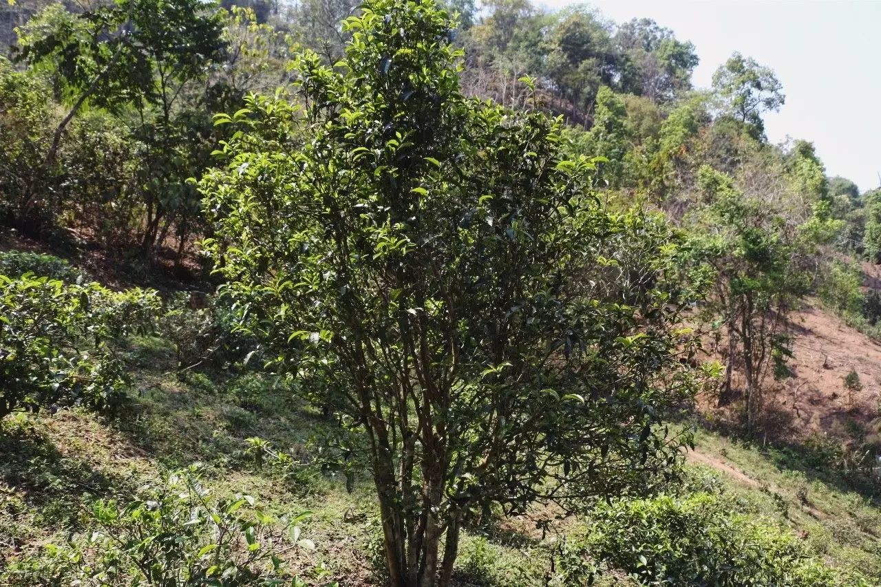 2023年彎弓古樹(shù)春茶價(jià)格是多少？