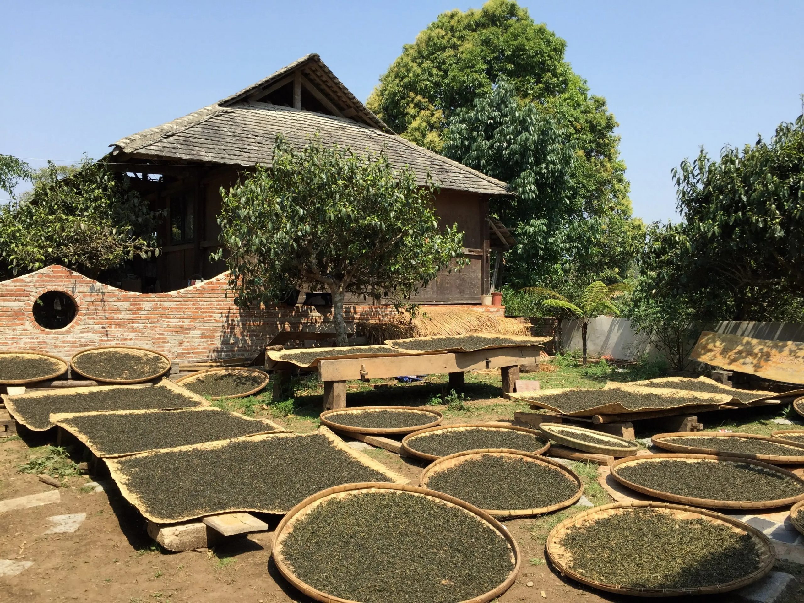 2023年彎弓古樹(shù)春茶多少一公斤？