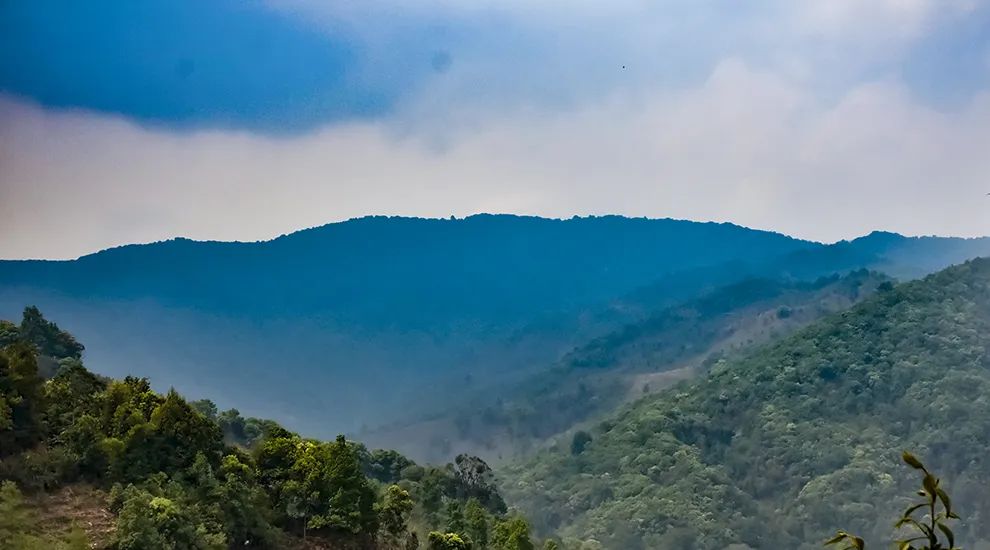 2023年勐庫(kù)大忠山古樹(shù)春茶品質(zhì)怎么樣？