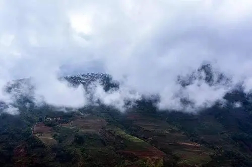 2023年勐庫大忠山古樹春茶口感如何？