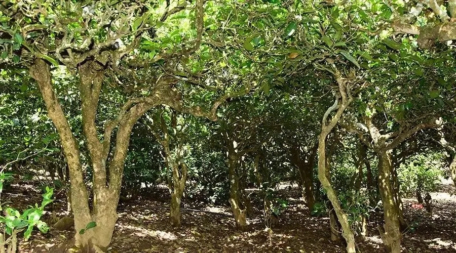 2023年勐庫(kù)大忠山古樹(shù)春茶多少錢(qián)一公斤？