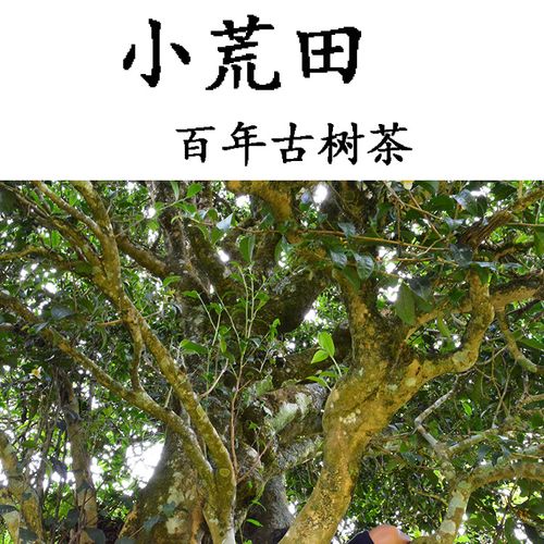 2023年勐庫(kù)小荒田古樹(shù)春茶特點(diǎn)？