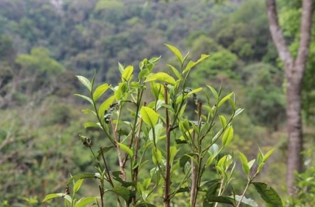 2023年勐庫(kù)那蕉古樹(shù)春茶品質(zhì)如何？