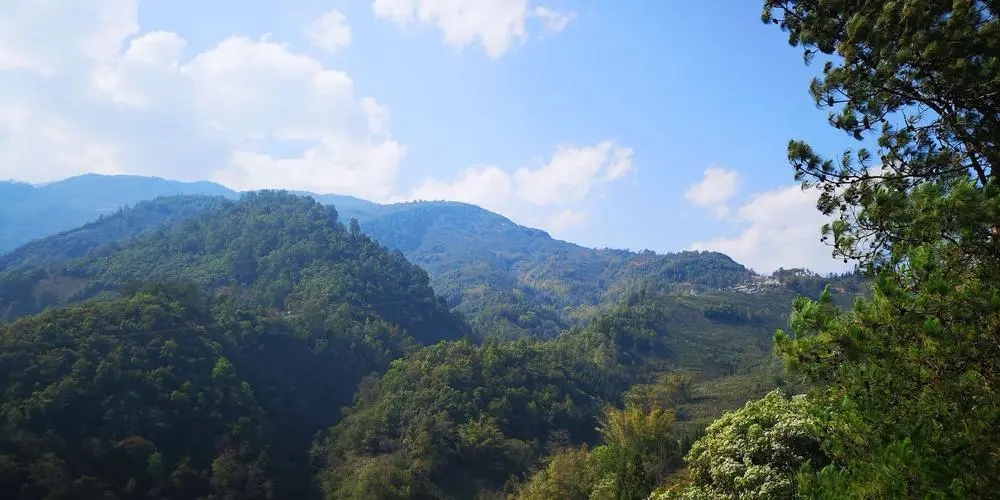 2023年勐庫(kù)豆腐寨古樹(shù)春茶品質(zhì)如何？