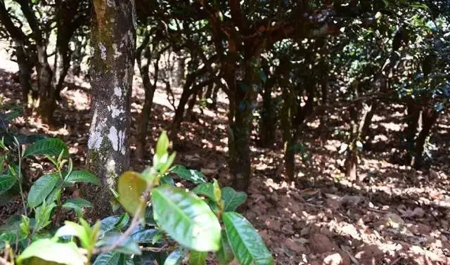 2023年勐庫(kù)豆腐寨古樹(shù)春茶價(jià)格是多少？