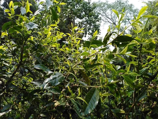 2023年勐庫河邊寨古樹特點(diǎn)是什么？