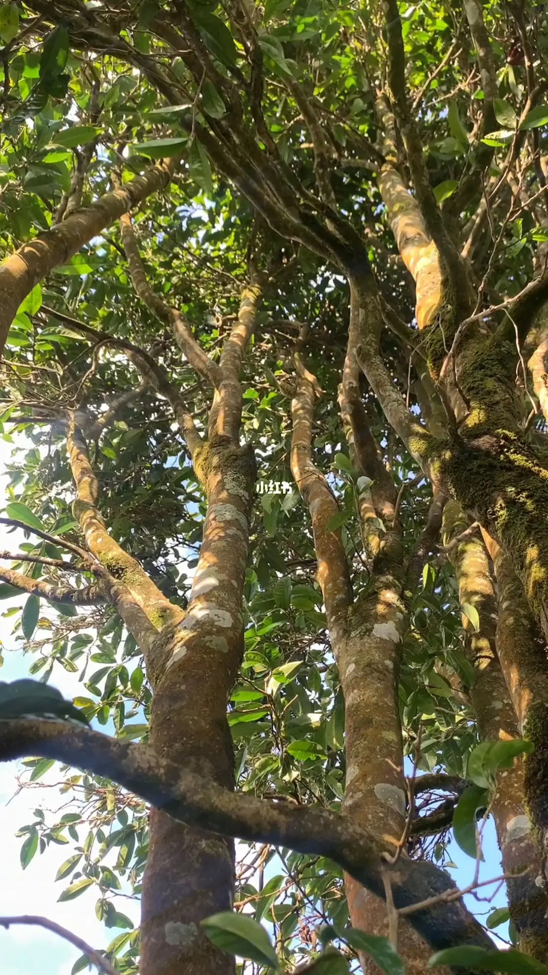 2023年勐庫河邊寨古樹春茶品質(zhì)如何？