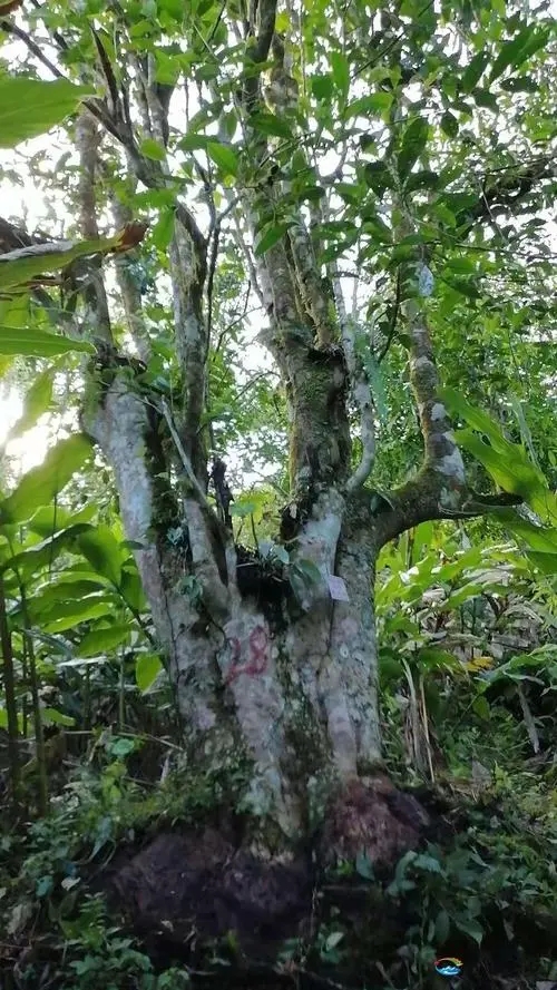 2023年麻栗坡古樹春茶品質(zhì)如何？