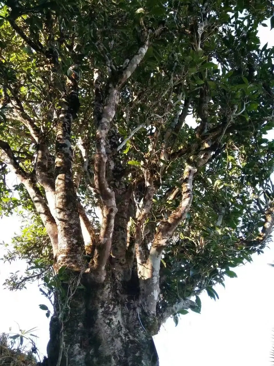 2023年麻栗坡古樹春茶口感怎么樣？