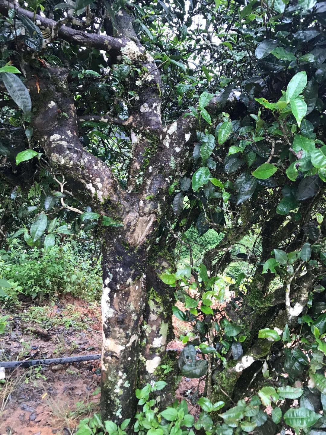 2023年麻栗坡古樹(shù)春茶價(jià)格是多少？