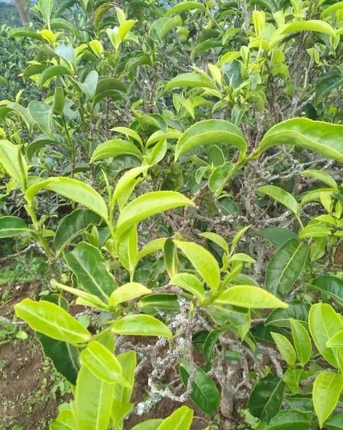 2023年鍋底塘古樹春茶口感如何？