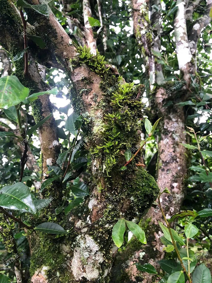 2023年永德大雪山古樹春茶品質(zhì)如何？