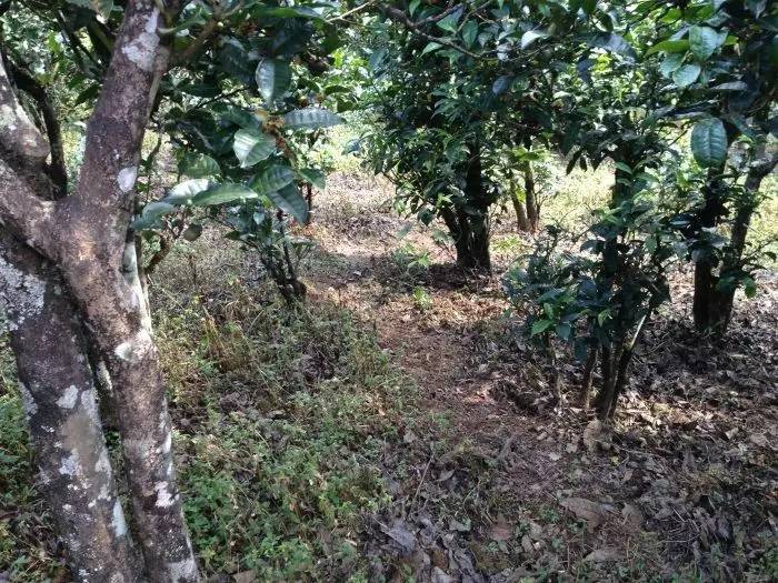 2023年永德大雪山古樹春茶價(jià)格是多少？