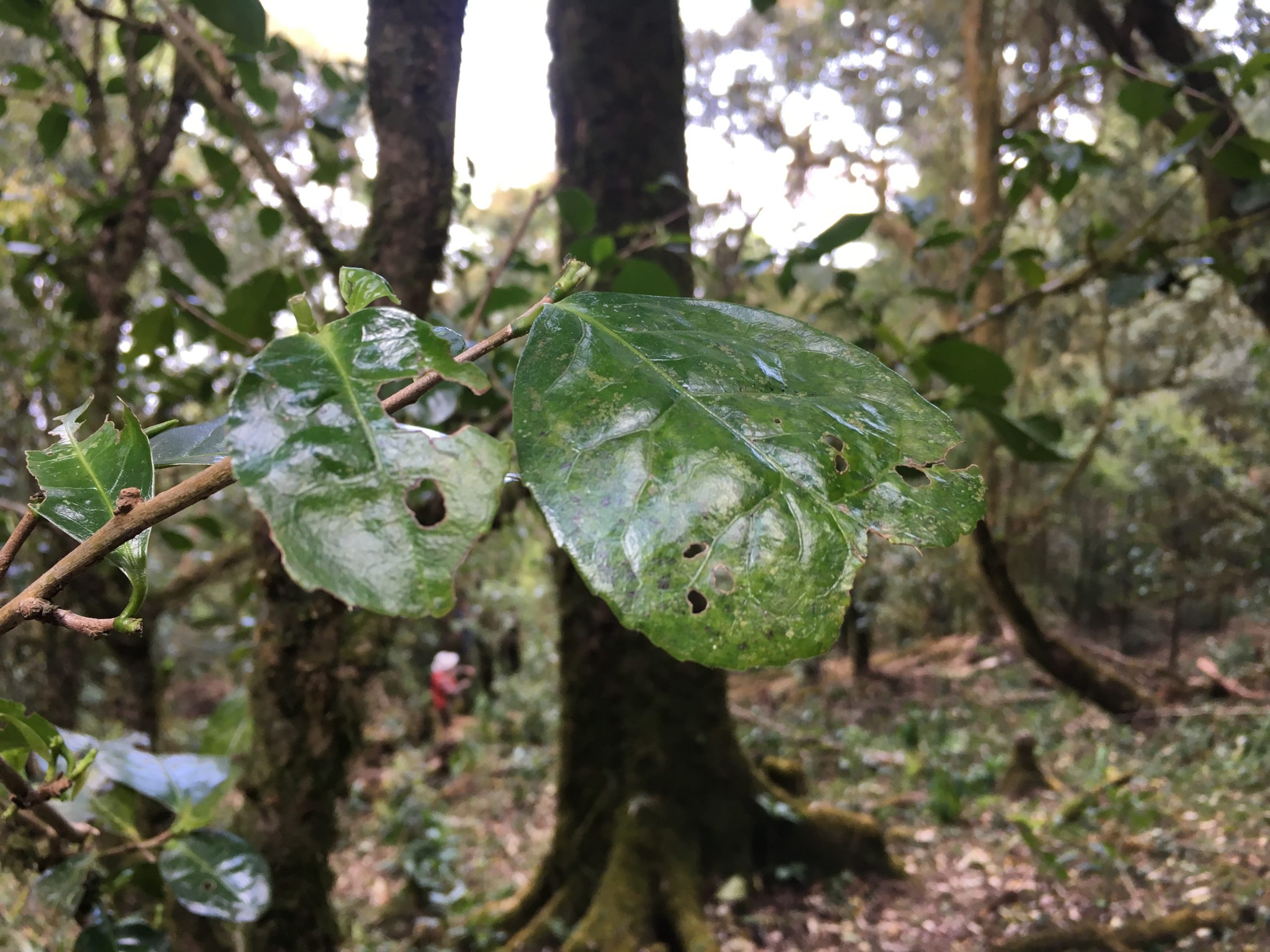 2023年永德大雪山古樹春茶多少一公斤？