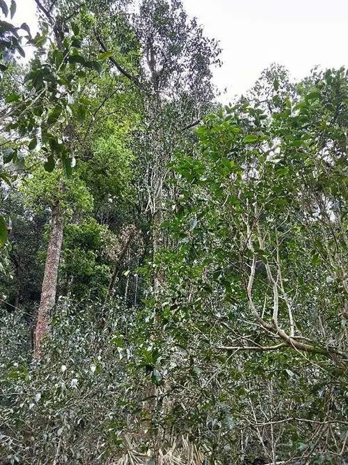 2023年多依樹(shù)古樹(shù)春茶品質(zhì)如何？