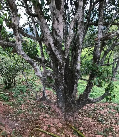 2023年易武張家灣古樹(shù)春茶特點(diǎn)是什么？