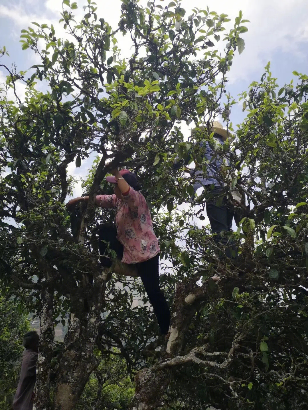 2023年寧洱擺尾箐古樹(shù)春茶特點(diǎn)是什么？